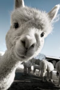 Alpaca