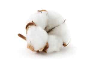 Cotton